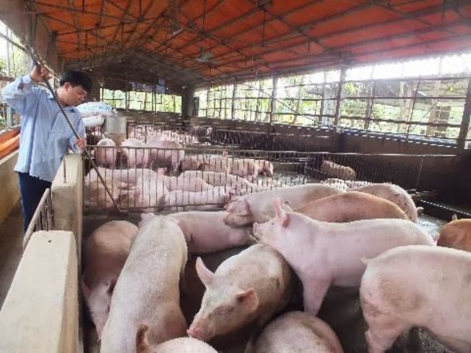 Báo cáo nhanh của các địa phương cho thấy, hiện còn một lượng lợn thịt trọng lượng từ 100 – 150kg/con, tồn đọng trong các cơ sở chăn nuôi ước tính tương đương 200.000 tấn thịt hơi.