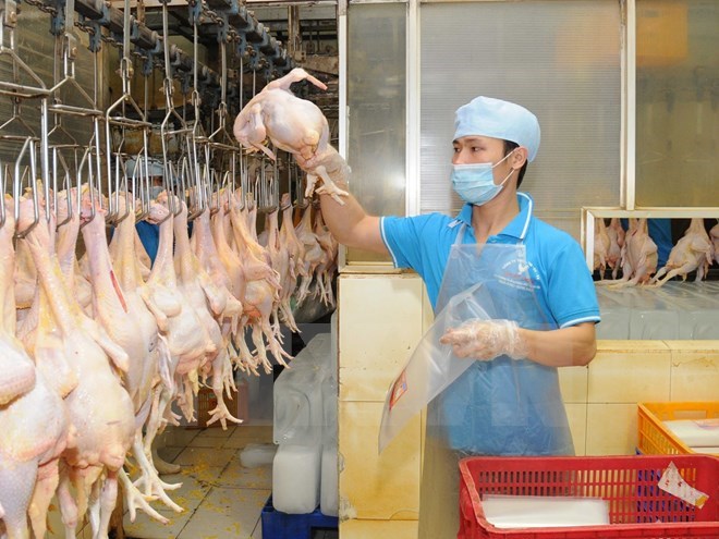Công ty TNHH Koyu & Unitek sẽ xuất khẩu lô hàng thịt gà đầu tiên sang Nhật Bản vào tháng 8/2017.