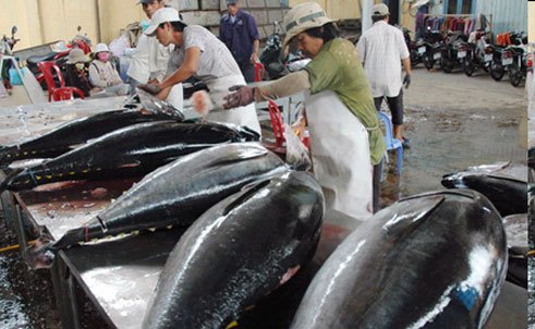 Theo VASEP, xuất khẩu cá ngừ sang Nhật Bản ngày càng khó cạnh tranh với Thái Lan và Philippines vì thuế 