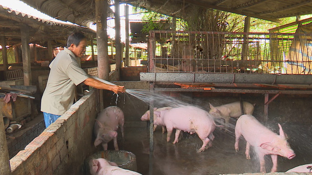 mặt hàng thịt lợn của Việt Nam được xuất khẩu sang thị trường Trung Quốc đều thông qua đường tiểu ngạch, vì vậy nếu không xem xét kỹ và có định hướng tốt thì ngành chăn nuôi lợn lại phải đối mặt với việc giải cứu mặt hàng thịt lợn như thời gian vừa qua. 