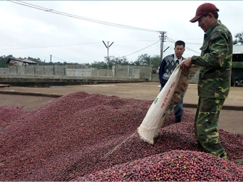 9 tháng năm nay, giá xuất khẩu  bình quân mặt hàng cà phê ước đạt 2.286 USD/tấn, tăng 27,4% so với cùng kỳ  năm 2016, mang về lượng ngoại tệ 2,55 tỷ USD.