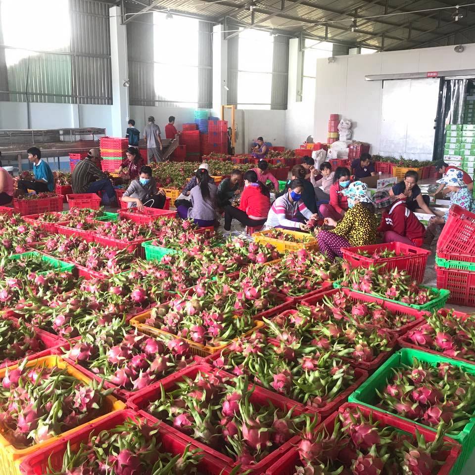 Chuẩn bị xuất khẩu thanh long tại Nhà máy đóng gói trái cây xuất khẩu Kim Thàanh 2 (Tiền Giang) của Công ty TNHH Thương mại - Dịch vụ xuất nhập khẩu Vina T&T.