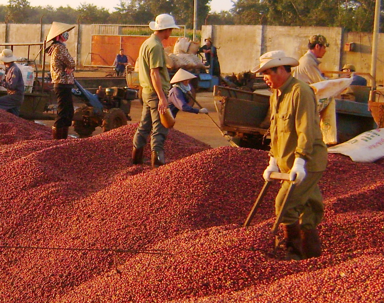 lượng cà phê xuất khẩu 11 tháng năm 2017 đạt 1,267 triệu tấn,  trị giá 2,897 tỷ USD.