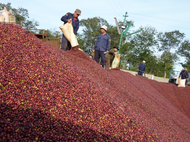 Với giá xuất khẩu bình quân mặt hàng cà phê ước đạt 2.257 USD/tấn, tăng 20,5%, ngành hàng cà phê đã thu về hơn 3,2 tỷ USD trong năm 2017.