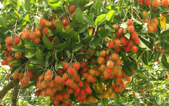 Xuất khẩu trái cây tươi có cơ hội tăng giá trị trong thời gian tới, khi Chôm chôm Việt Nam nhận “Giấy thông hành” sang  New Zealand