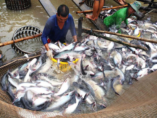 Xuất khẩu cá tra của Việt Nam gặp khó ở một số thị trường lớn do tác động của bảo hộ thương mại.