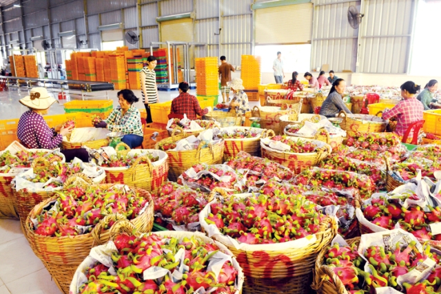 Các doanh nghiệp vùng Flanders, Bỉ cho biết, hàng nông sản, rau quả Việt Nam có nhiều triển vọng xuất khẩu sang Bỉ.