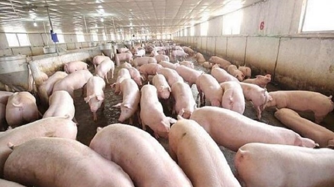 Từ đầu tháng 9/2018 đến nay, giá lợn hơi trên cả nước vẫn duy trì ở mức cao từ 53.000-55.000 đồng/kg tại miền Bắc do tác động của thông tin dịch bệnh tả lợn Châu Phi.