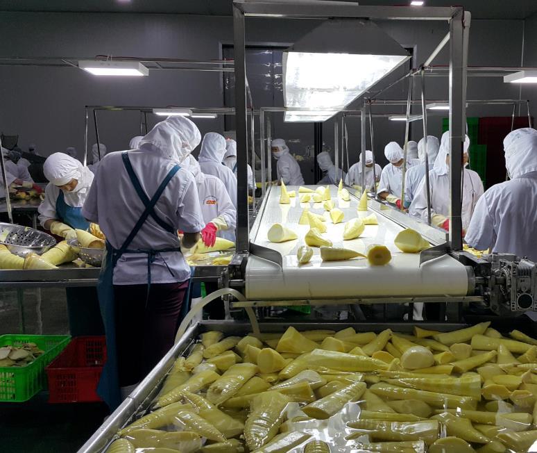 Theo kế hoạch, Trung tâm Chế biến Rau quả Doveco Gia Lai do Công ty CP Thực phẩm xuất khẩu Đồng Dao (Doveco) làm chủ đầu tư sẽ được đưa vào hoạt động trong tháng 12/2018