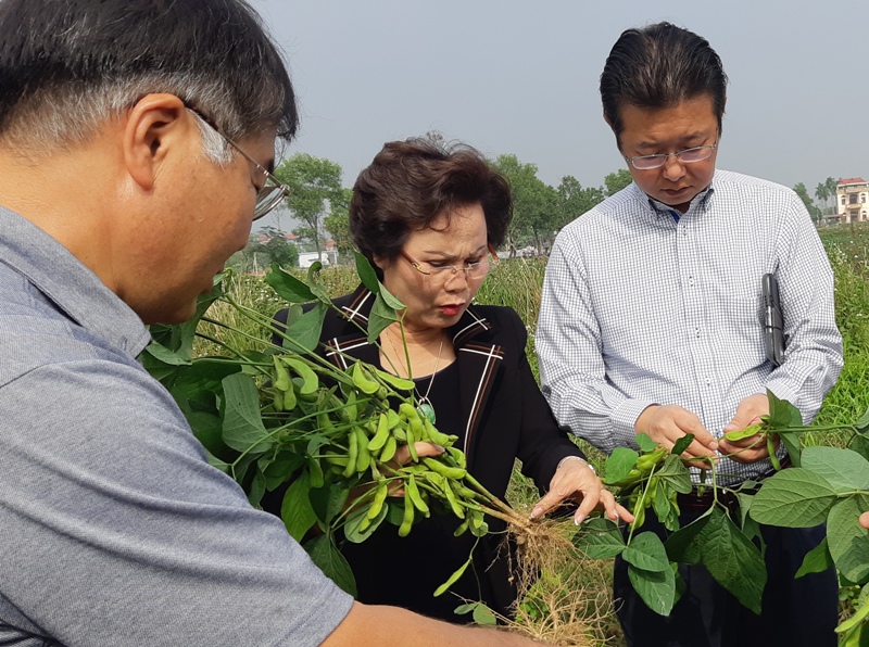 Tổng giám đốc Hiền Lê Co, Nguyễn Thị Bảo Hiền thảo luận với chuyên gia Nhật Bản về chất lượng đậu tương mùa vụ 2018 tại An Hòa, xã Tân Tiến, huyện An Dương, Hải Phòng (Ảnh: Thế Hải). 