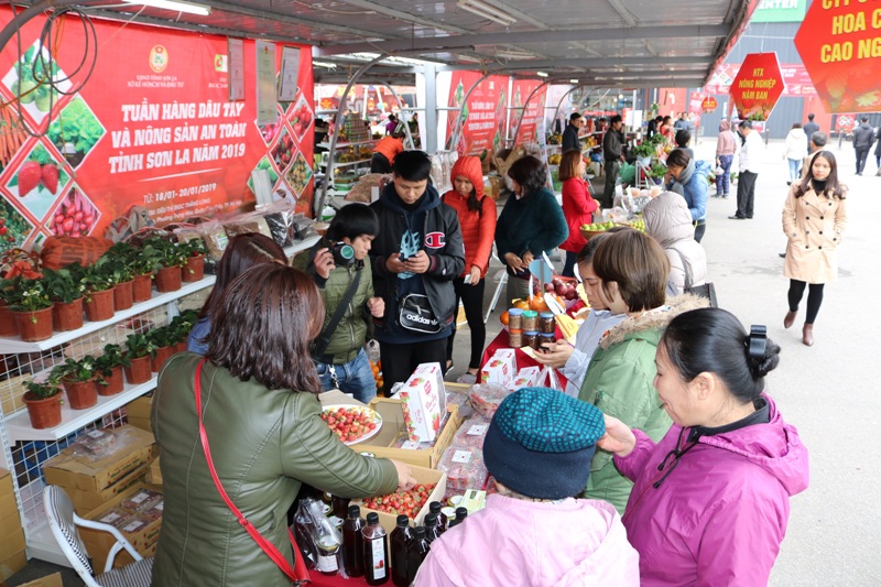 Giá dâu tây Sơn La được Big C bán với giá giới thiệu hấp dẫn, chỉ 119.900 đồng/hộp 500g, tức chỉ bằng khoảng 50% so với giá dâu tây nhập khẩu từ Hàn Quốc.