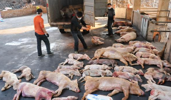 Quản lý thị trường tăng chốt kiểm tra, “chặn” dịch tả lợn châu Phi
