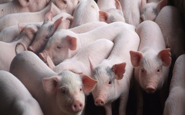 Tính đến 3/6, thiệt hại do dịch tả lợn châu Phi đã lên tới 3.600 tỷ đồng.