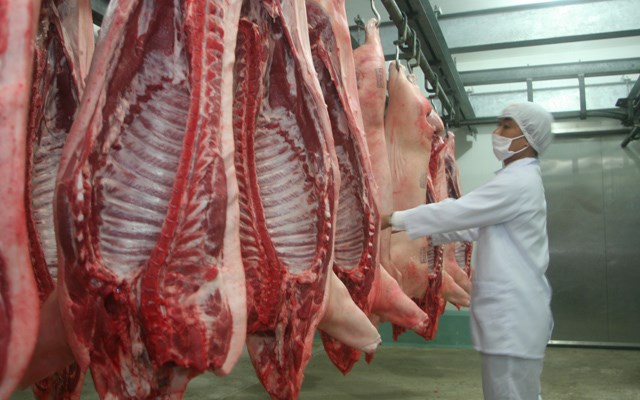 Giá thịt lợn đã lập đỉnh mới ngay trong tuần đầu tháng 11. Tại Hưng Yên, giá lợn hơi đã lên tới 70-71.000 đồng/kg.