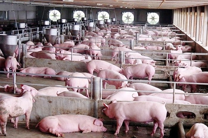 dự báo nguồn cung thịt lợn các tháng cuối năm thiếu khoảng 200 nghìn tấn (tương đương mỗi tháng sẽ thiếu 70 nghìn tấn thịt hơi (tính cho 3 tháng gần Tết là tháng 11, 12, và tháng 1).