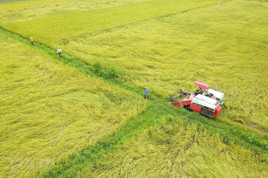 Bộ tài chính kiến nghị vẫn xuất gạo nếp, gạo đồ, gạo thơm bình thường, chỉ tạm dừng xuất gạo tẻ đến hết ngày 15/6/2020