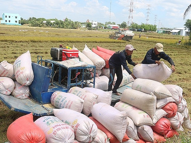 Giá gạo xuất khẩu của Việt Nam đang diễn biến theo chiều hướng có lợi.
