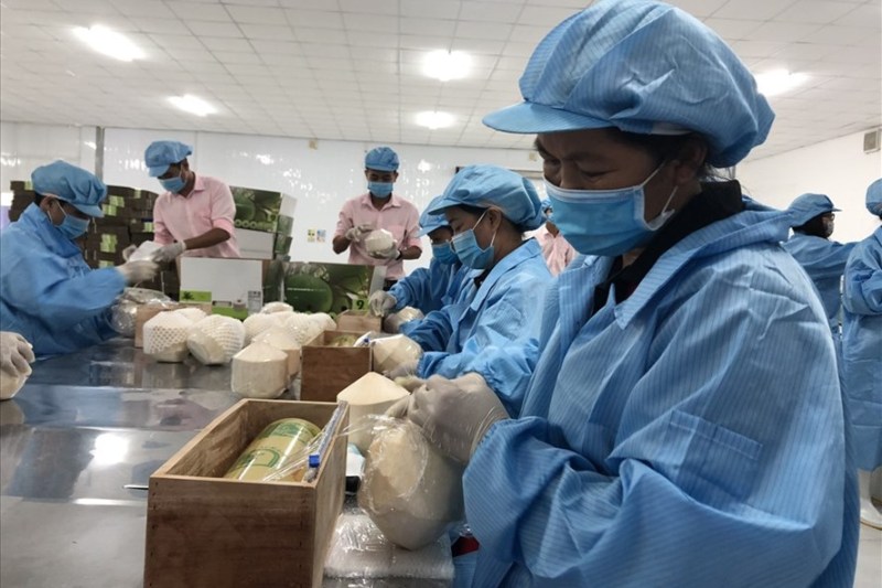 Chế biến dừa xuất khẩu sang EU tại Nhà máy Kim Thanh (Bến Tre) của Vina T&T Group.