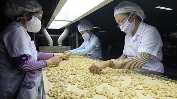 Nông sản Việt Nam đang lọt vào tầm ngắm của nhiều nhà nhập khẩu lớn trên thế giới.