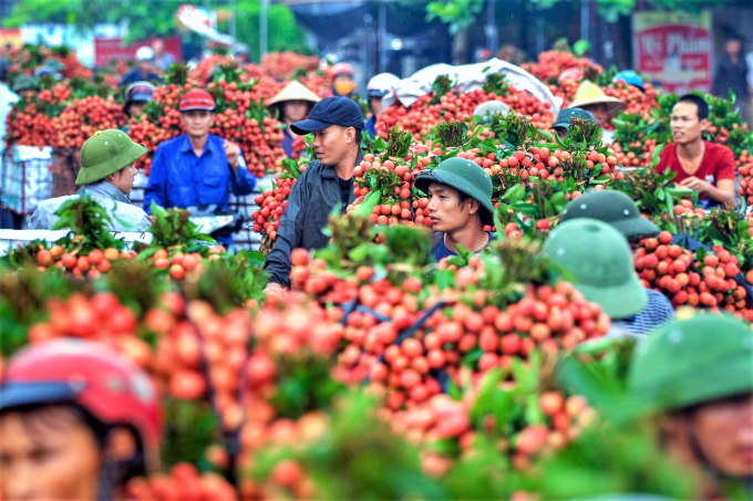Chính phủ vừa đồng ý cho các thương nhân nước ngoài được nhập cảnh vào Việt Nam thu mua vải thiều Bắc Giang.