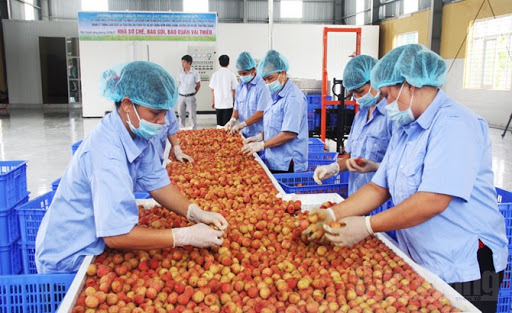 Khoảng 100 tấn quả vải Việt Nam dự kiến sẽ lần lượt được xuất khẩu sang các bang Nam Úc và Tây Úc