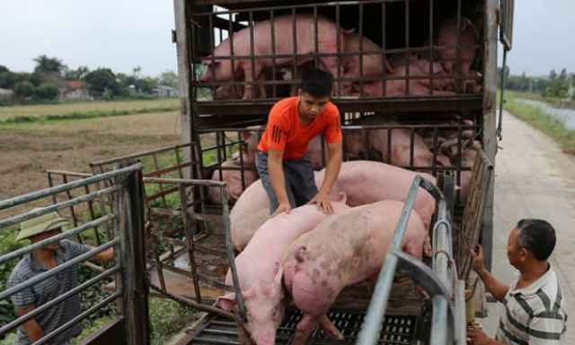  doanh nghiệp, thương nhân xuất khẩu lợn sống, thịt lợn sang Campuchia cần theo đường chính ngạch