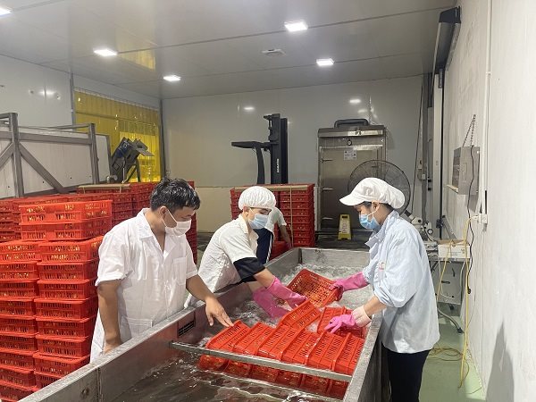 lô vải thiếu đầu tiên của tỉnh Bắc Giang xuất khẩu sang Nhật do 3 doanh nghiệp là Ameii, Toàn cầu và Chánh Thu thực hiện. 