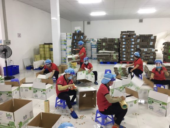 Đóng gói dừa tươi xuất khẩu đi Mỹ tại Nhà máy sản xuất dừa tươi Kim Thanh – Bến Tre