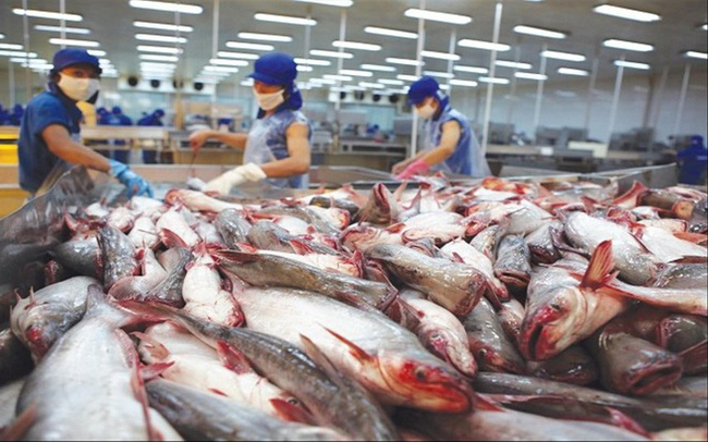 Nhiều doanh nghiệp xuất khẩu cá tra, basa của Việt Nam không bị áp thuế chống bán phá giá của 