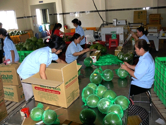 Mỹ đã chấp thuận mở cửa thị trường cho trái bưởi của Việt Nam trong năm 2022.