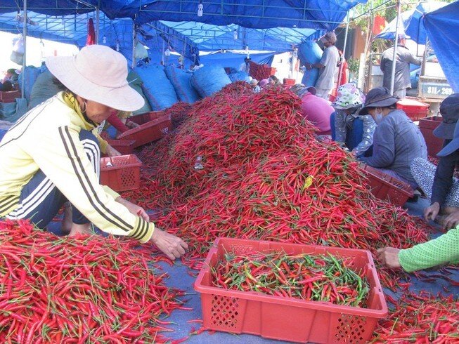 Trung Quốc đã đồng ý cho 5 doanh nghiệp Việt Nam xuất khẩu ớt tươi vào thị trường này theo hình thức chính ngạch.