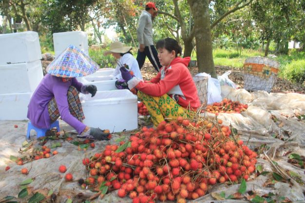 6 tháng đầu năm 2022, EU đưa ra 9 cảnh báo với rau quả xuất khẩu của Việt Nam.