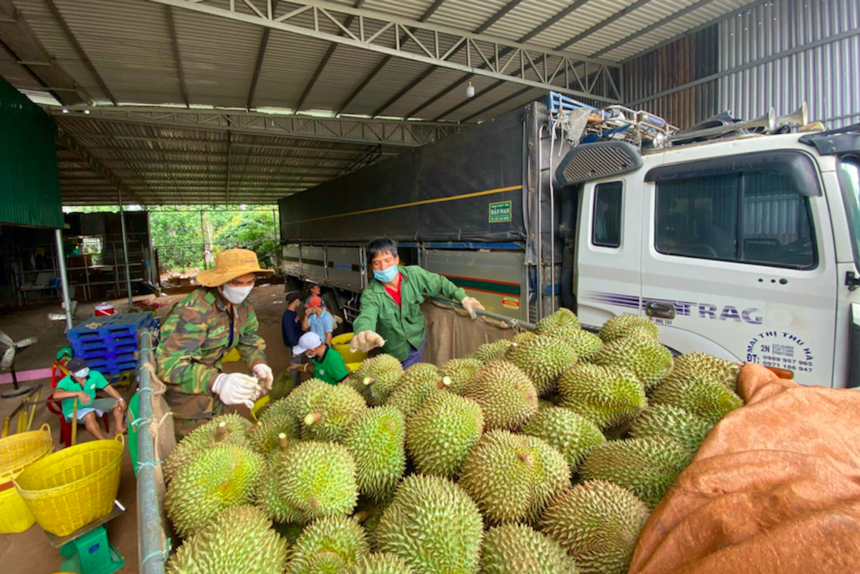 Các doanh nghiệp xuất khẩu sầu riêng cần nắm rõ quy định, yêu cầu của Trung Quốc.