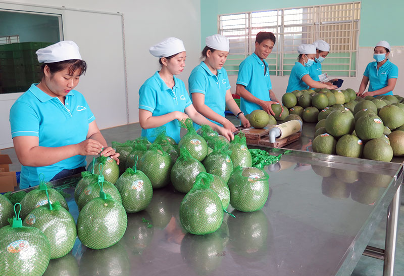 Công bố xuất khẩu lô bưởi đầu tiên của Việt Nam sang Hoa Kỳ