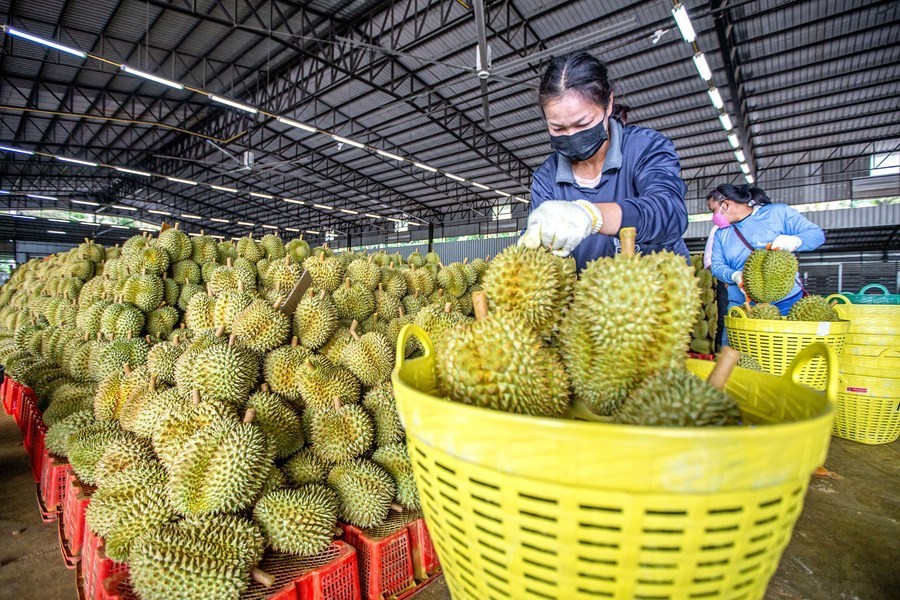 Sầu riêng Việt Nam đắt hàng xuất khẩu sang thị trường tỷ dân