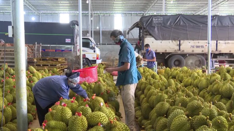 Mặt hàng sầu riêng đóng góp trên 2 tỷ USD trong tổng doanh thu xuất khẩu gần 5,3 tỷ USD toàn ngành rayu quả.