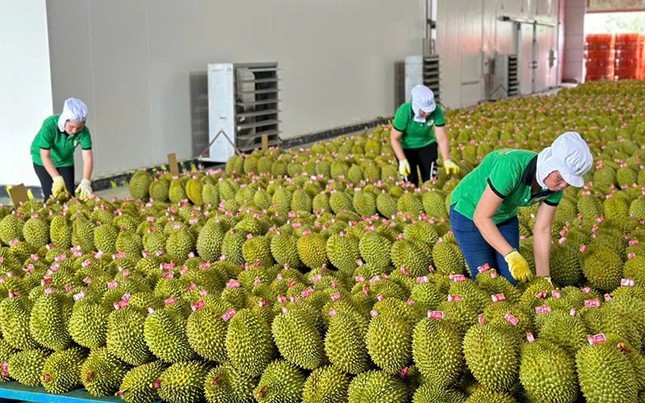 xuất khẩu sang Trung Quốc bị nhiễm kim loại nặng cadimi vượt mức giới hạn quy định an toàn thực phẩm 