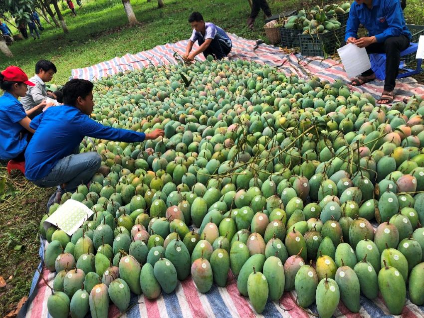 Sắp diễn ra hội nghị xúc tiến thương mại, xuất khẩu vùng Trung du, miền núi phía Bắc