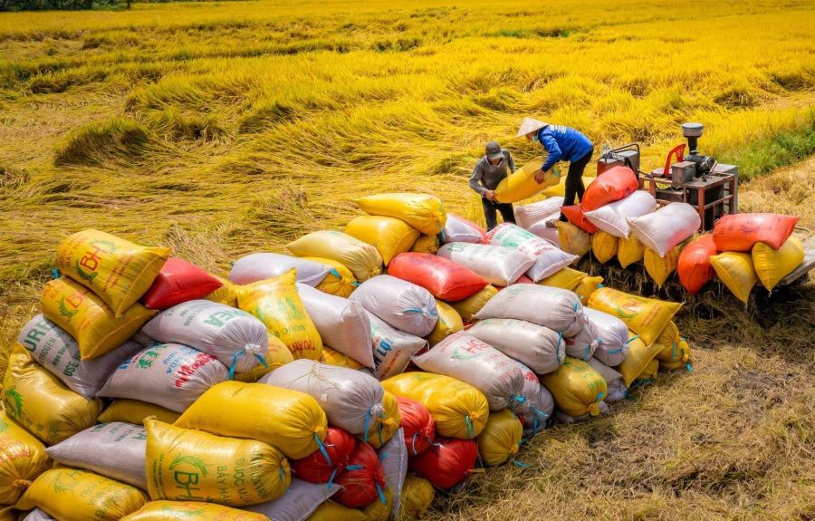 Bộ Công thương và NN&PTNT chuẩn bị tổ chức Năm 2024, Việt Nam đặt mục tiêu giữ vững diện tích gieo trồng lúa đạt 7,1 triệu ha, sản lượng lúa trên 43 triệu tấn, đảm bảo tiêu dùng trong nước và xuất khẩu trên 8 triệu tấn gạo.
