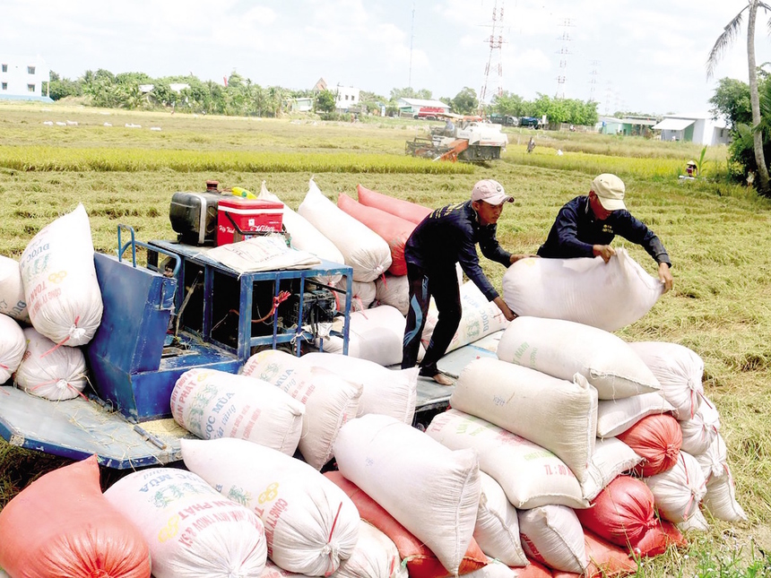 Tổng kim ngạch xuất nhập khẩu gạo 10 tháng năm 2024 lập kỷ lục với hơn 6 tỷ USD.