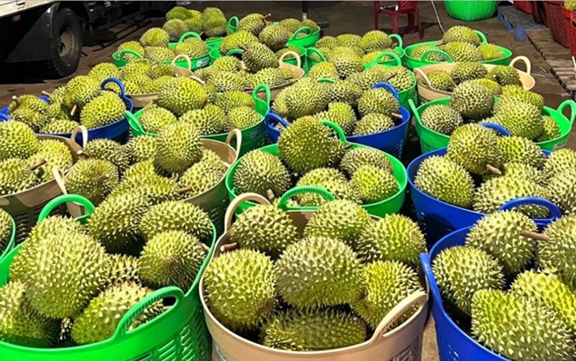 Xuất khẩu rau quả nửa đầu năm 2025 sụt giảm do sự suy giảm của mặt hàng sầu riêng.
