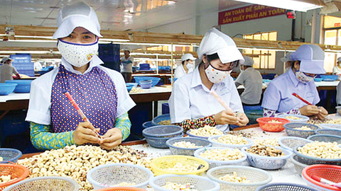 Việt Nam thu 2,8 tỷ USD từ xuất khẩu hạt điều trong 7 tháng/2025, tăng 18,3% so với cùng kỳ.