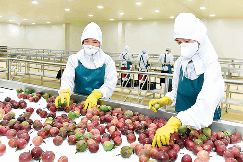 Chanh leo là mặt hàng có kim ngạch xuất khẩu sang thị trường EU lớn nhất trong 6 tháng đầu năm 2025, đạt 58,59 triệu USD, tăng 112,9% so với cùng kỳ 2024.