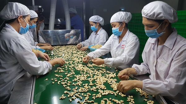 xuất khẩu hạt điều năm 2025 đạt 4,5 tỷ USD