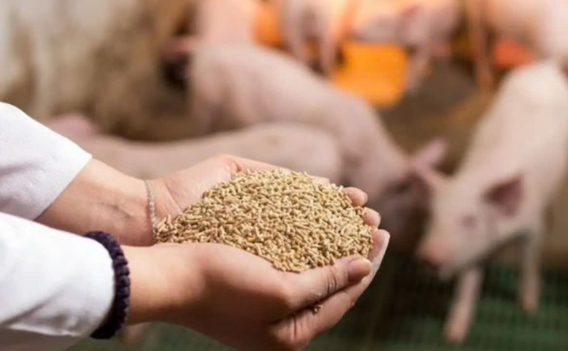 Xuất khẩu thức ăn gia súc bật tăng mạnh mẽ, thu về hơn 1 tỷ USD.