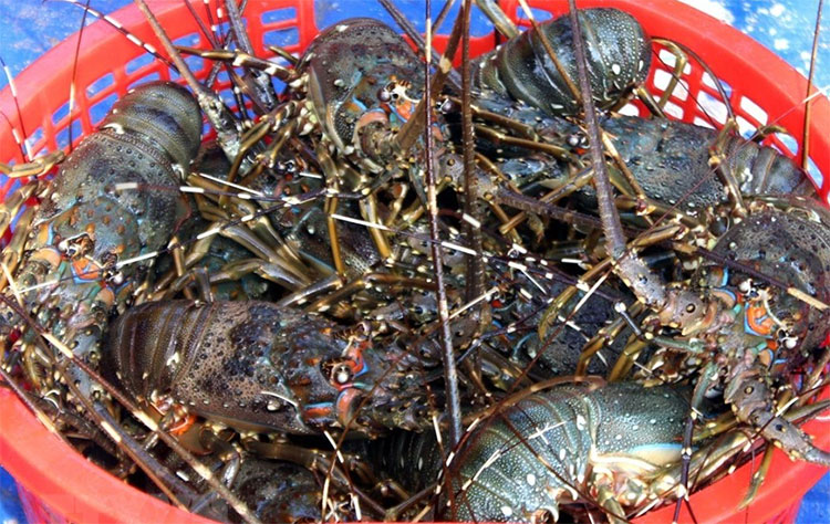 Xuất khẩu sang Trung Quốc 2 th&aacute;ng đầu năm 2026 khởi sắc, tăng gần 40% so với c&ugrave;ng kỳ 2025.