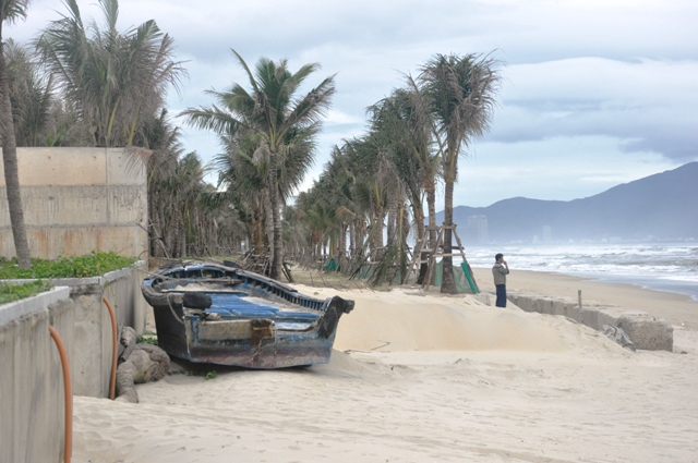 Hai hàng dừa mà chủ đầu tư Dự án Theo Song trồng lấn ra bãi biển.