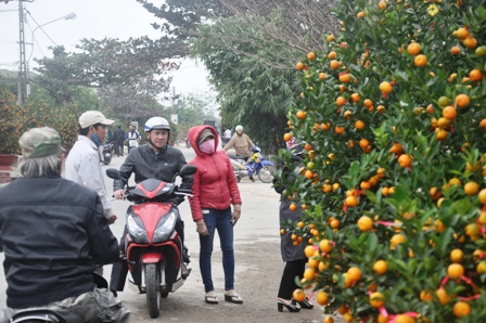 Người mua tìm đến xã Thanh Hà để tìm mua những chậu quật đẹp cho dịp Tết năm nay.