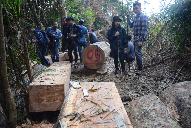 Hiện trường rừng bị lâm tặc tàn phá mới vừa phá hiện ở huyện Đông Giang. 