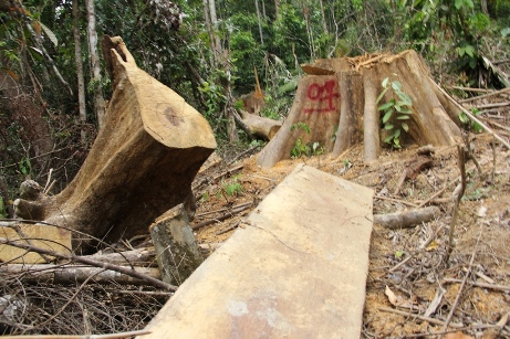Thời gian qua, nhiều vụ phá rừng nghiêm trọng đã bị phát hiện trên địa bàn tỉnh Quảng Nam.